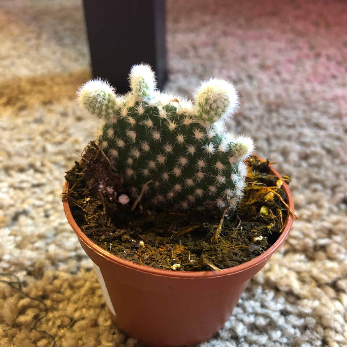 Bunny Ears Cactus in a small pot with visible soil, well-framed and in focus.