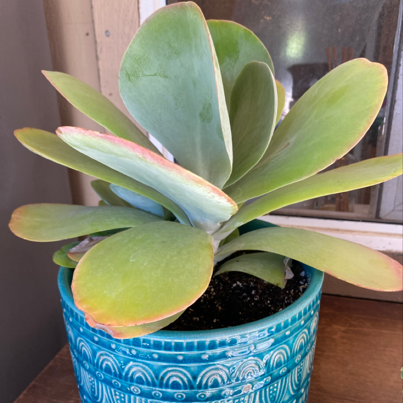 Healthy Flapjacks (Kalanchoe thyrsiflora) plant in a blue pot with thick, paddle-shaped leaves.
