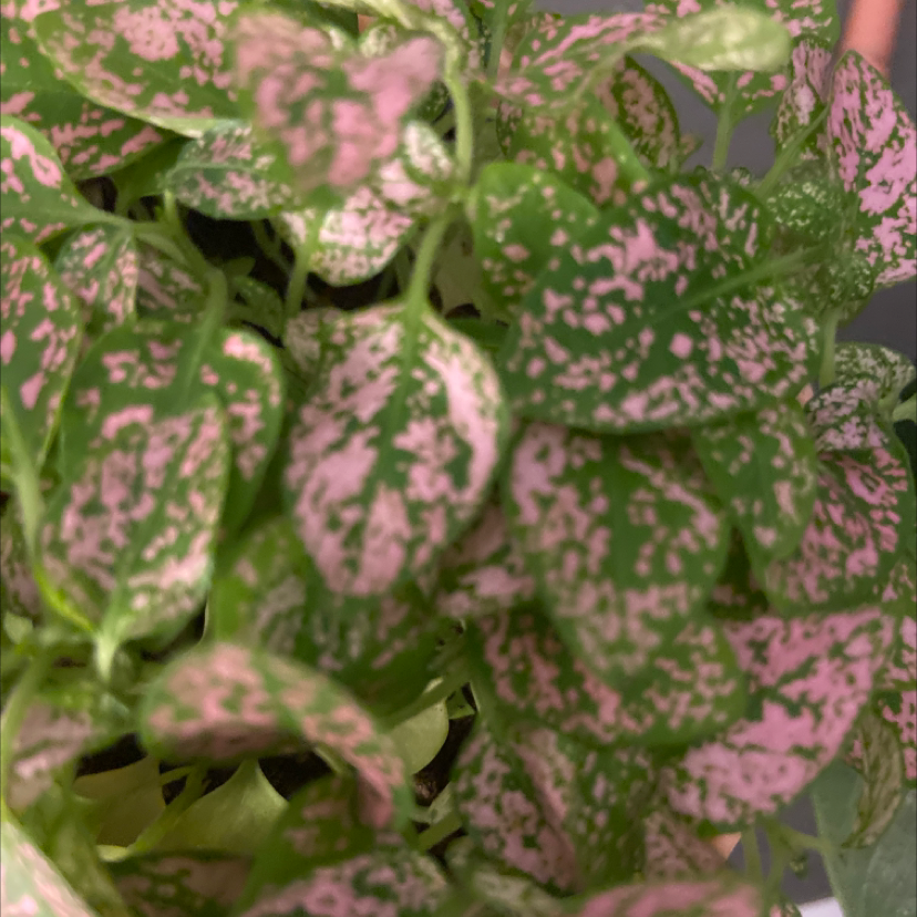 A lush, healthy Polka Dot Plant with vibrant pink and green variegated leaves, photographed in sharp focus.