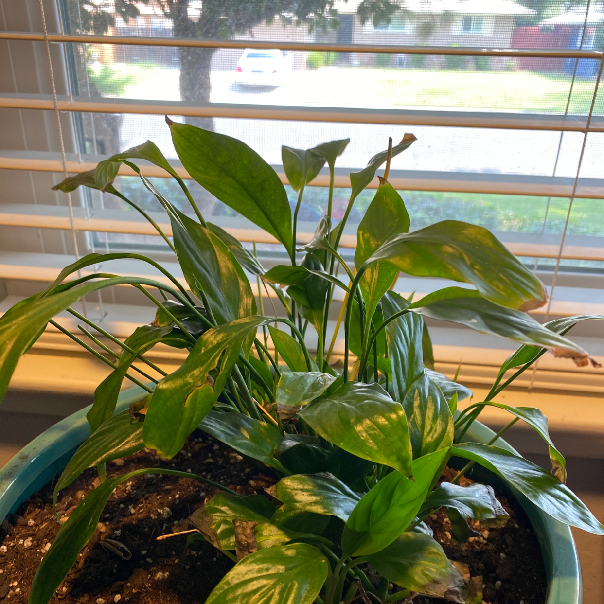 Healthy, thriving peace lily plant with lush green leaves in moist soil, well-framed image with blinds in background.