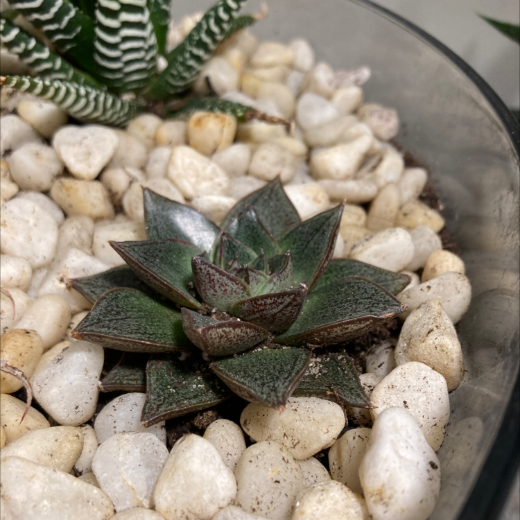 Lipstick Echeveria succulent in a pot with white pebbles, appears healthy.