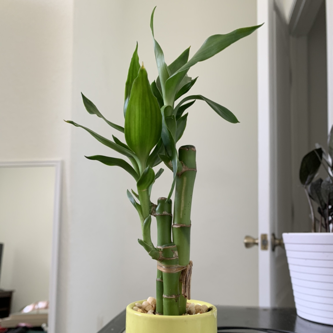 Plant care for Orange Torch Ginger on Greg, the plant care app