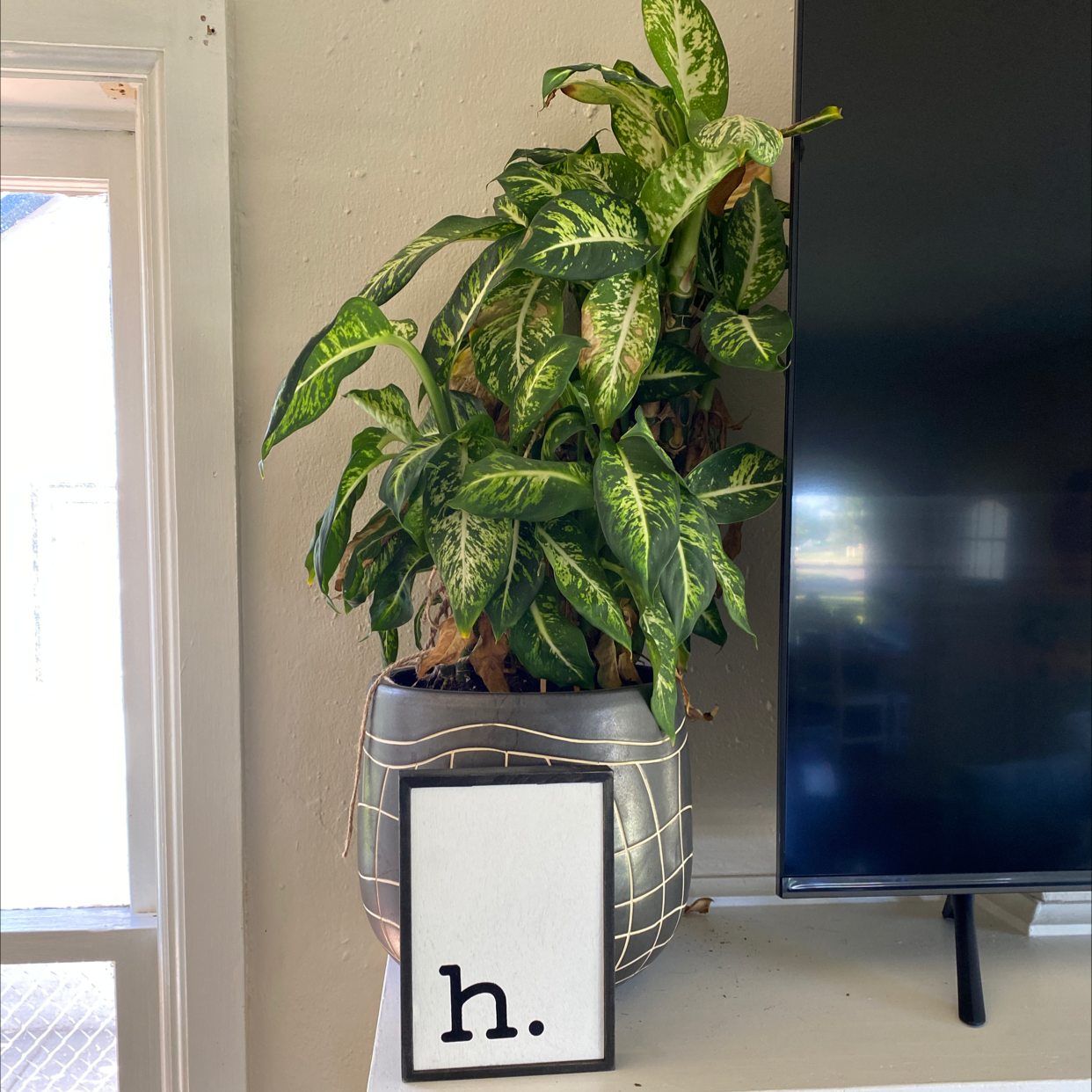 Healthy Dieffenbachia plant with vibrant variegated leaves in modern wire stand against neutral wall with TV.
