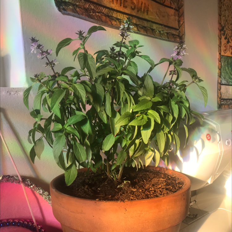 Sweet Basil plant in a terracotta pot with green leaves and visible flowers.