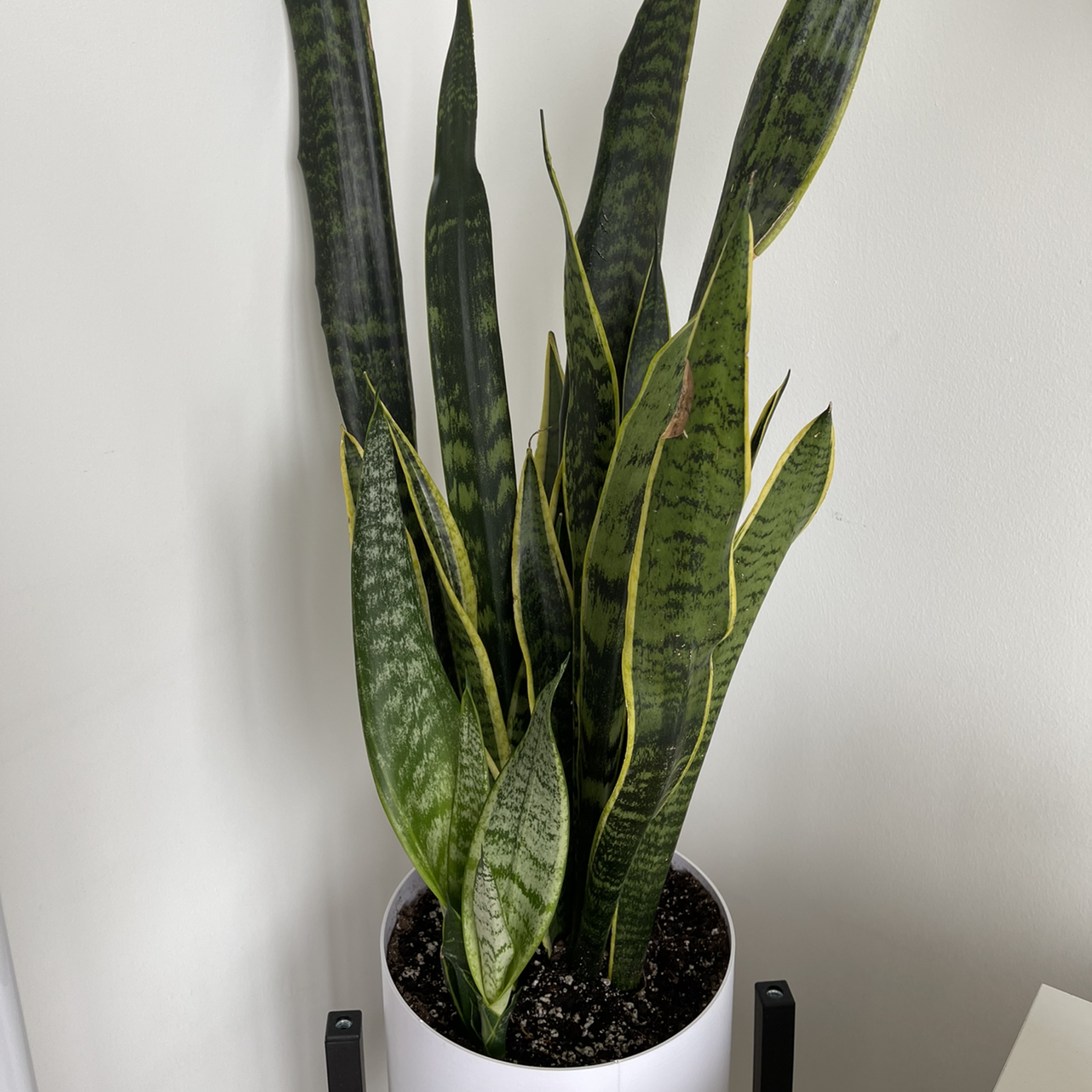Snake Plant plant photo by @lyrisbreanne named Rosie on Greg, the plant care app.