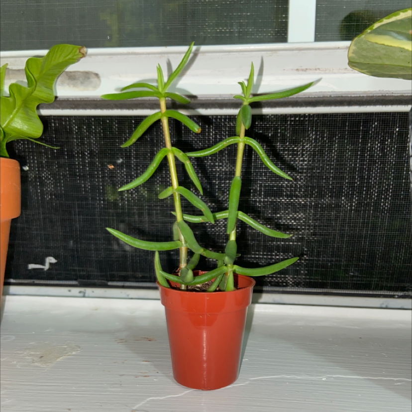 Photo of the plant species Miniature Pine Tree by @Val.mayolo named Flaquis on Greg, the plant care app