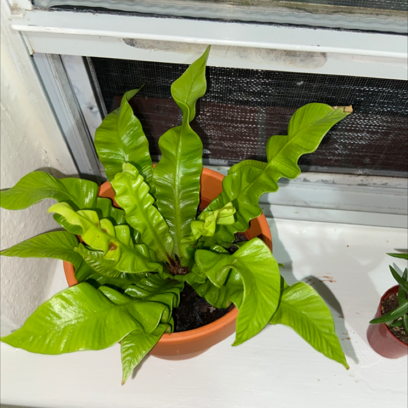 Hart's Tongue Fern in a pot on a windowsill, healthy green leaves.