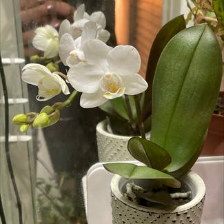 Phalaenopsis Orchid plant in Cedar Park, Texas