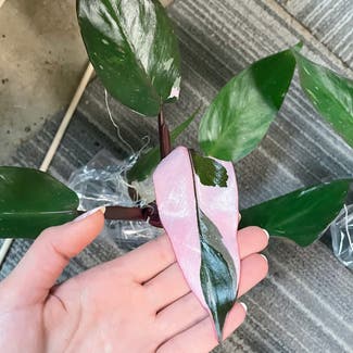 Pink Princess Philodendron plant in Cedar Park, Texas