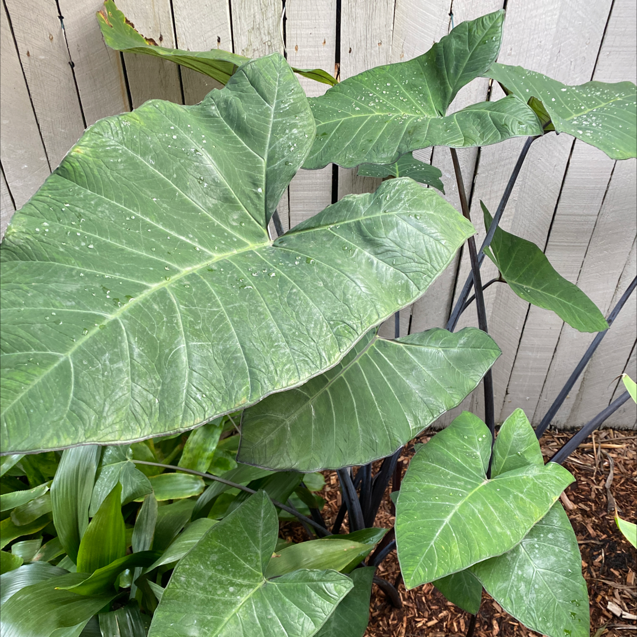 Arrowleaf Elephant Ear plant with large, healthy green leaves in a garden setting.