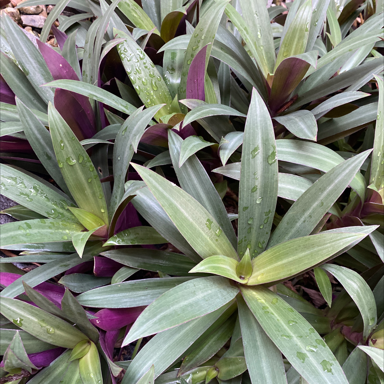 Photo of the plant species Moses-in-the-Cradle by @catlopera named Oscar on Greg, the plant care app