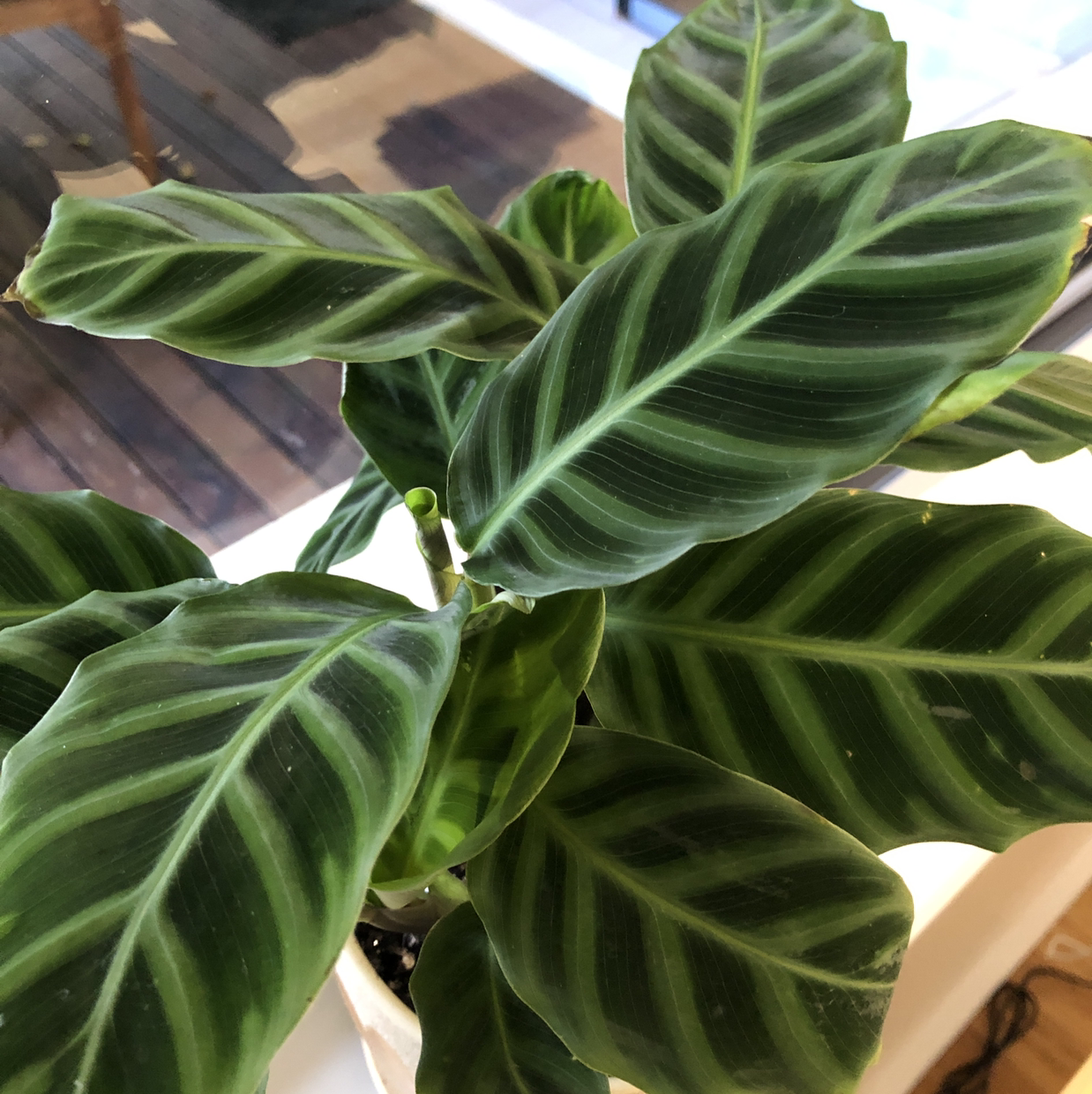 Zebra Calathea plant photo by @catlopera named Mollie on Greg, the plant care app.