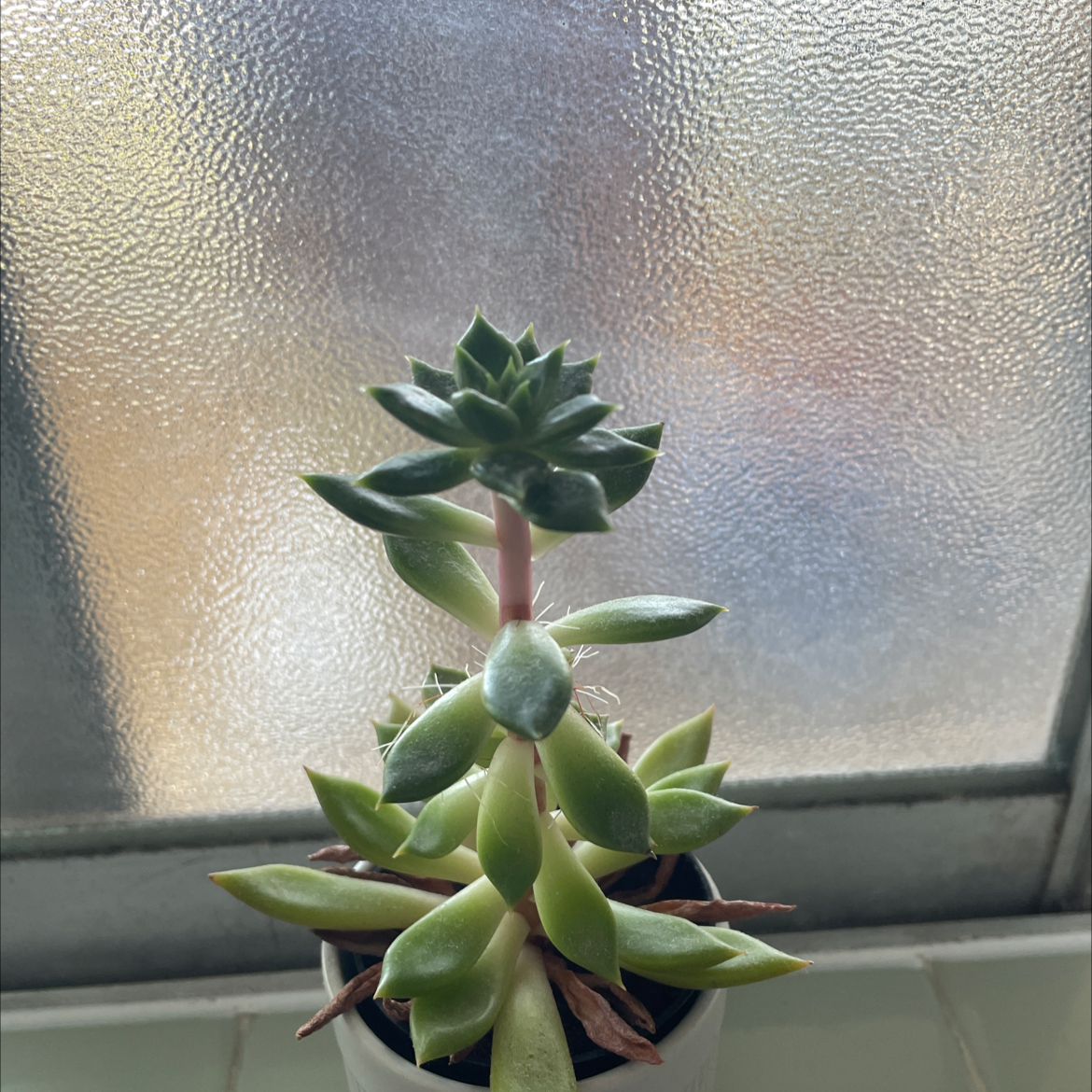 Curly Jade Succulent in a pot on a windowsill with some browning leaves.