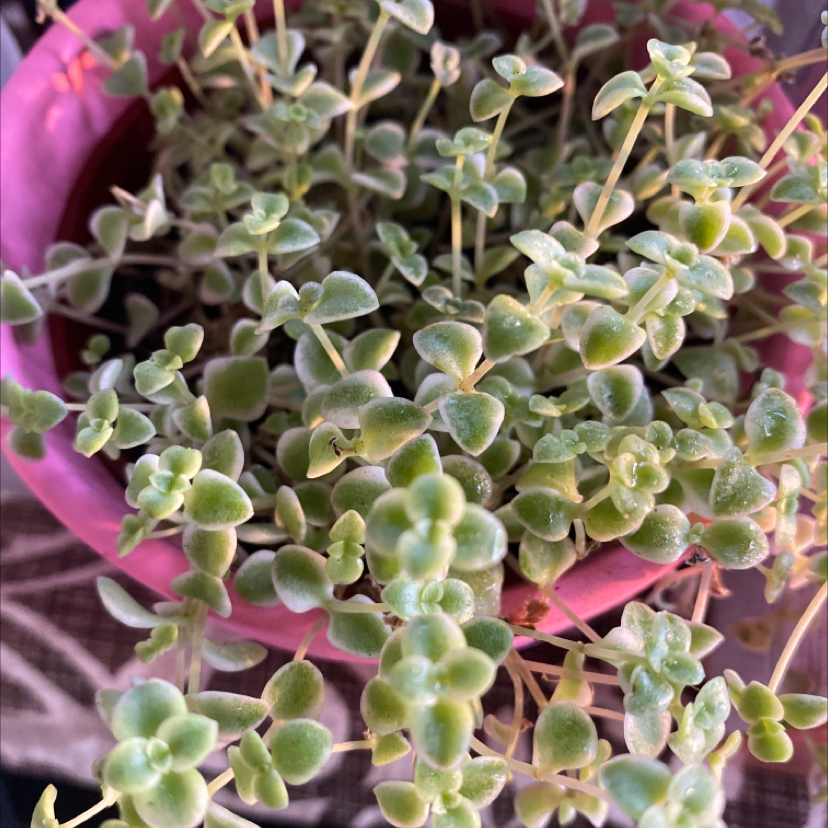 Close-up of a healthy, mature Crassula Pellucida plant with dense, translucent green foliage in a pink container.