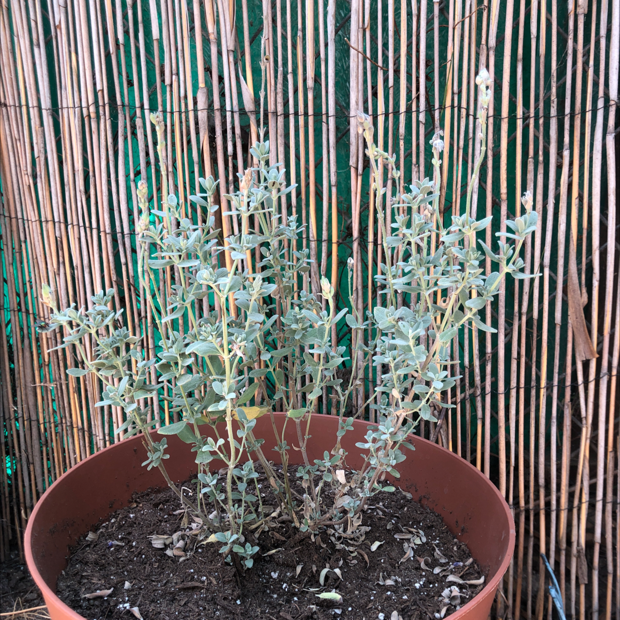 Photo of the plant species Germander Sage by Anne h named Purple sage on Greg, the plant care app