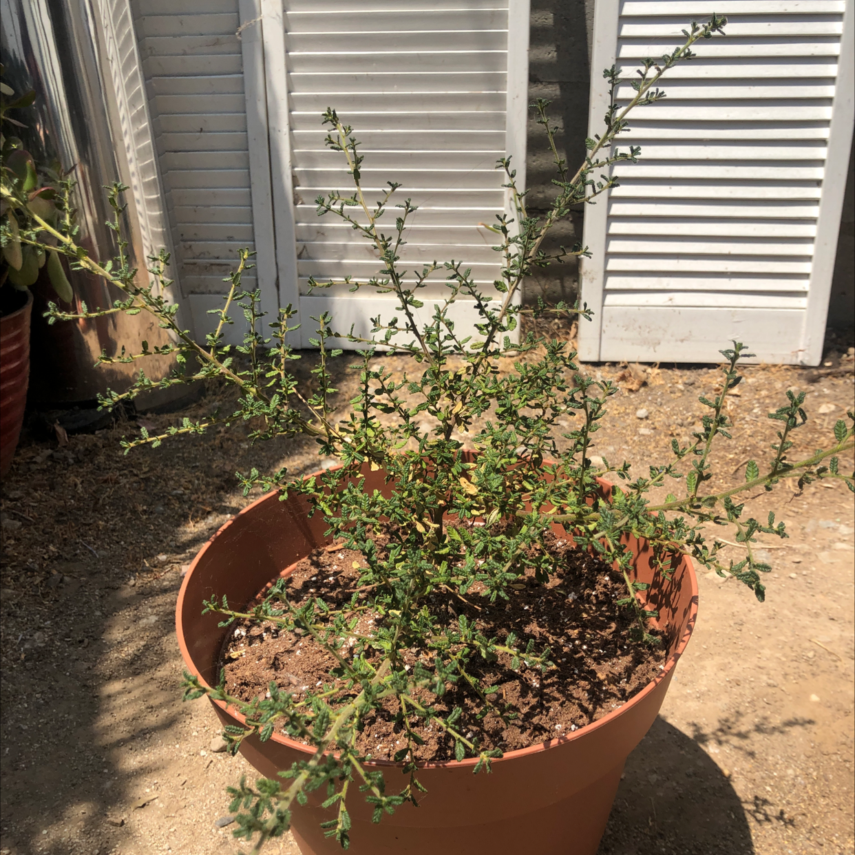 Photo of the plant species Santa Barbara ceanothus by Anne h named Ceanothus dark star on Greg, the plant care app