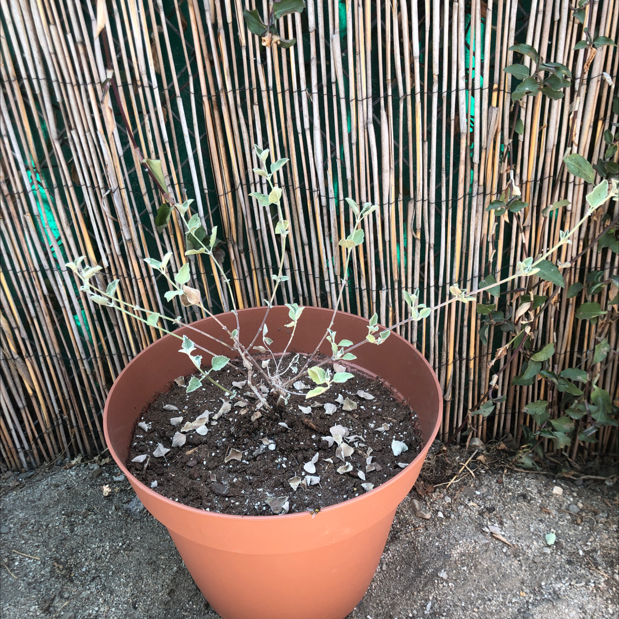 Photo of the plant species Chia by Anne h named Desert lavender on Greg, the plant care app