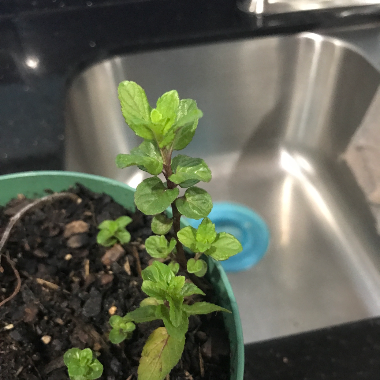 Healthy Watermint plant in a pot with visible soil, placed near a sink.