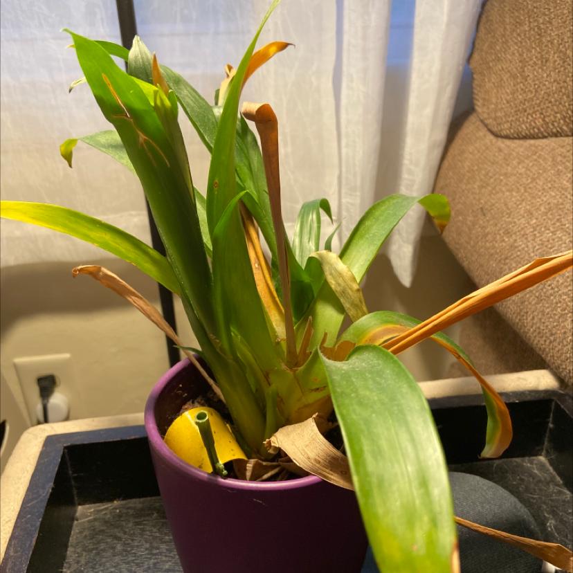 Bush Lily plant in a purple pot with yellowing and browning leaves, indoors near a window.