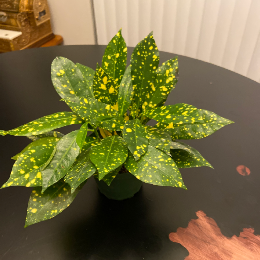 Photo of the plant species Japanese Laurel by @Nicolethompson named Specked Plant on Greg, the plant care app