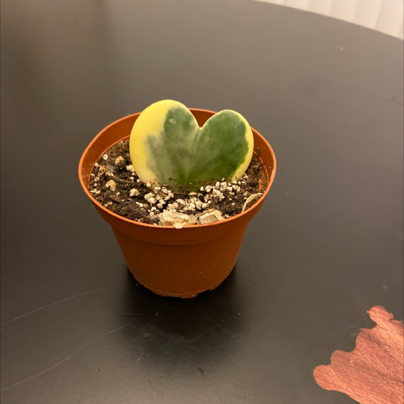 Photo of the plant species Variegated Heart Leaf Hoya by @Nicolethompson named Hoya Heart on Greg, the plant care app
