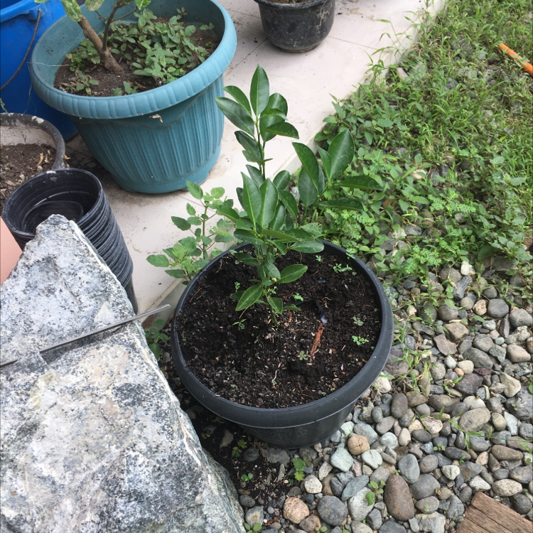Makrut Lime plant photo by @among named Gnomey on Greg, the plant care app.