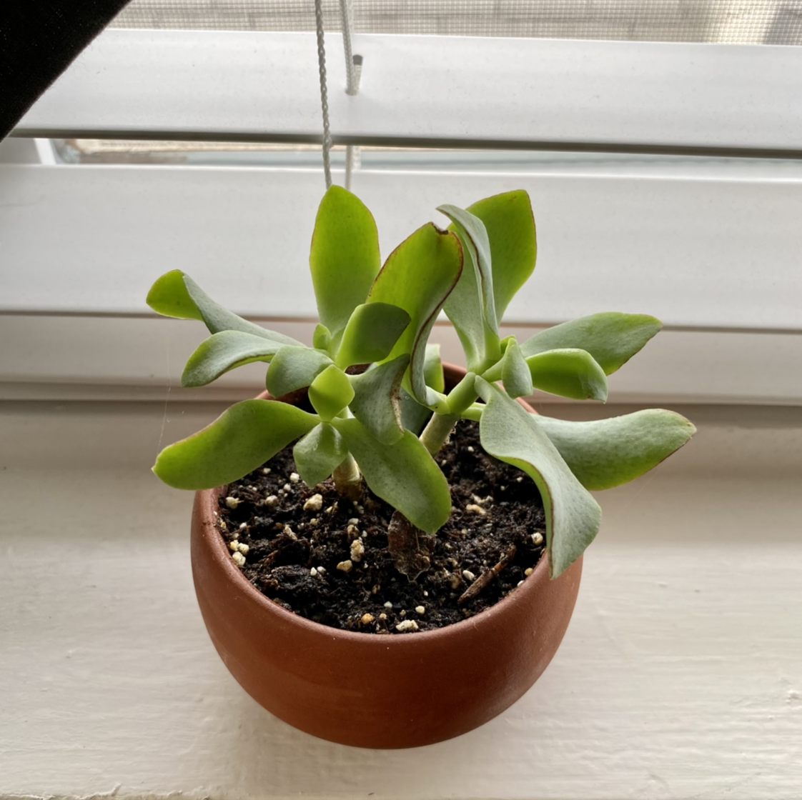 Flapjacks plant (Kalanchoe thyrsiflora) in a terracotta pot on a windowsill.