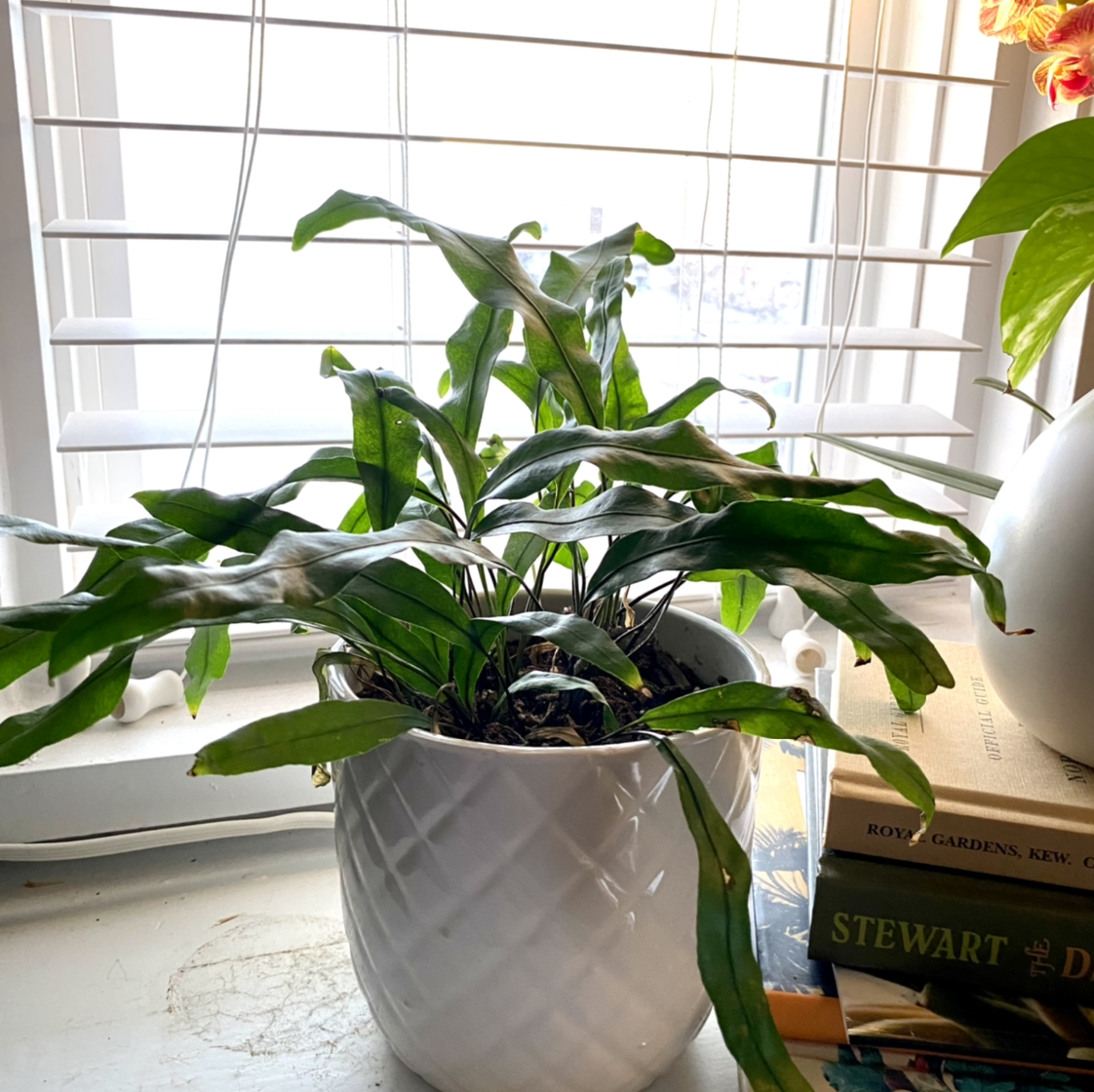 Hart's Tongue Fern in a white pot on a windowsill with books in the background.