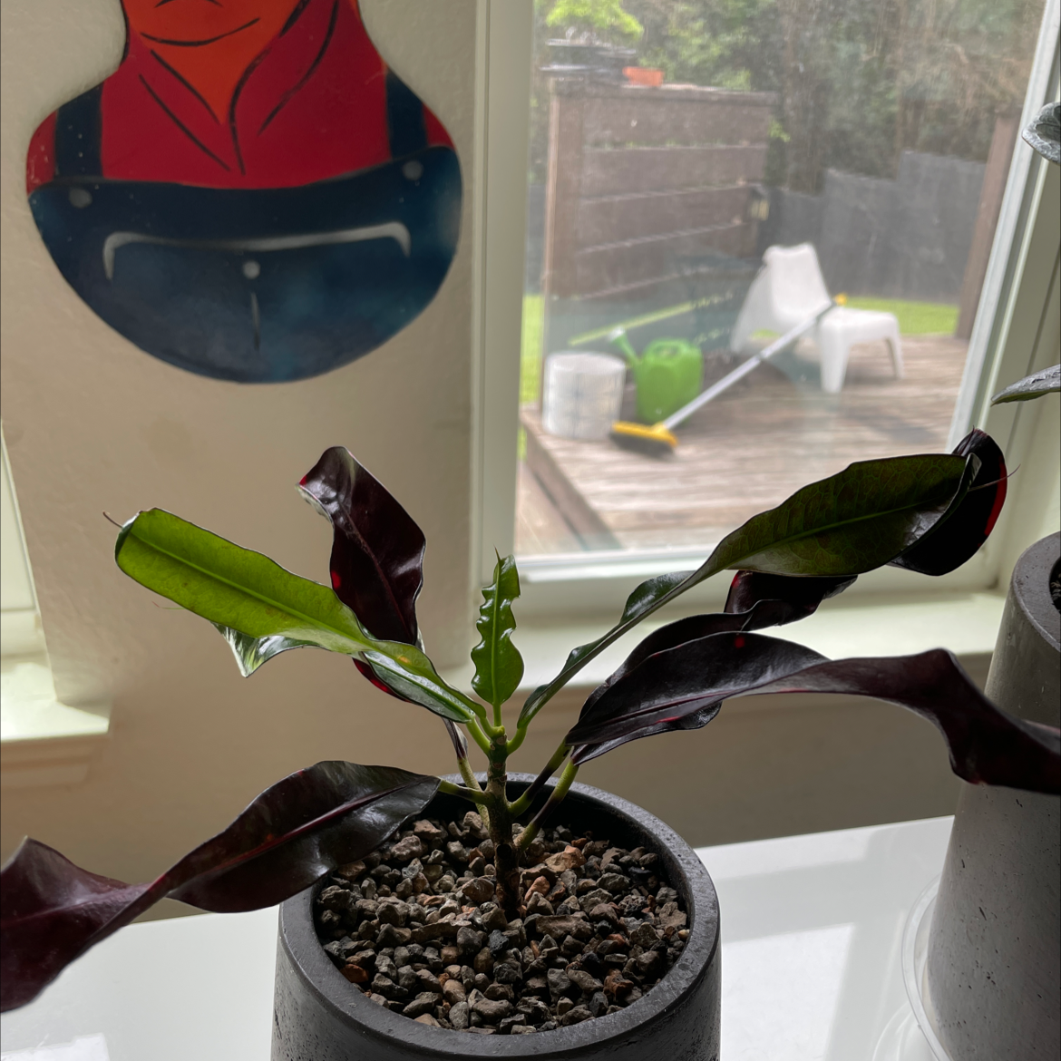 Photo of the plant species Croton Mammy by Colin named Ronaldo on Greg, the plant care app