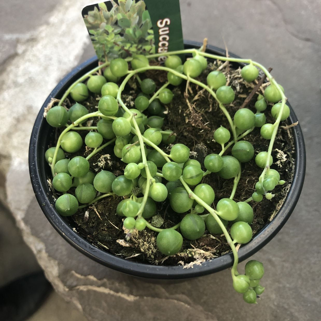 String of Pearls plant photo by Nicole named Your plant on Greg, the plant care app.