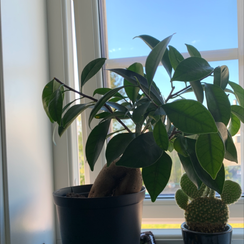 Ficus Ginseng plant photo by Magdalena named Plant on Greg, the plant care app.
