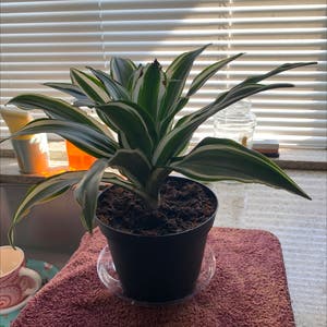 Dracaena "Warneckii' plant photo by Mieng named Y_U_NO_GROW on Greg, the plant care app.