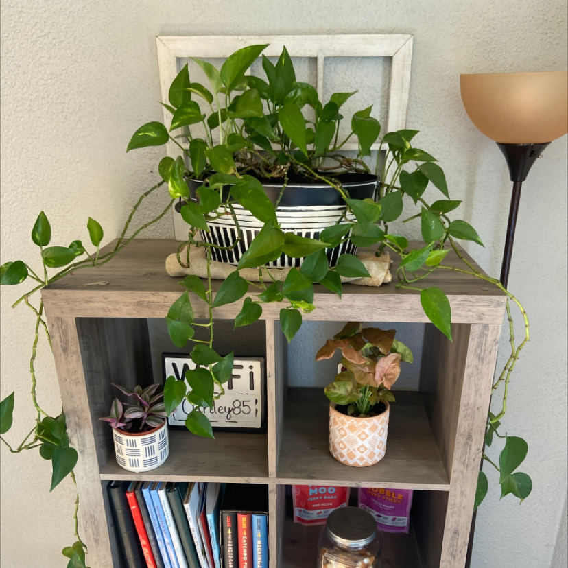 Taro Vine plant photo by @Crazyplantladyaddie named Queen on Greg, the plant care app.