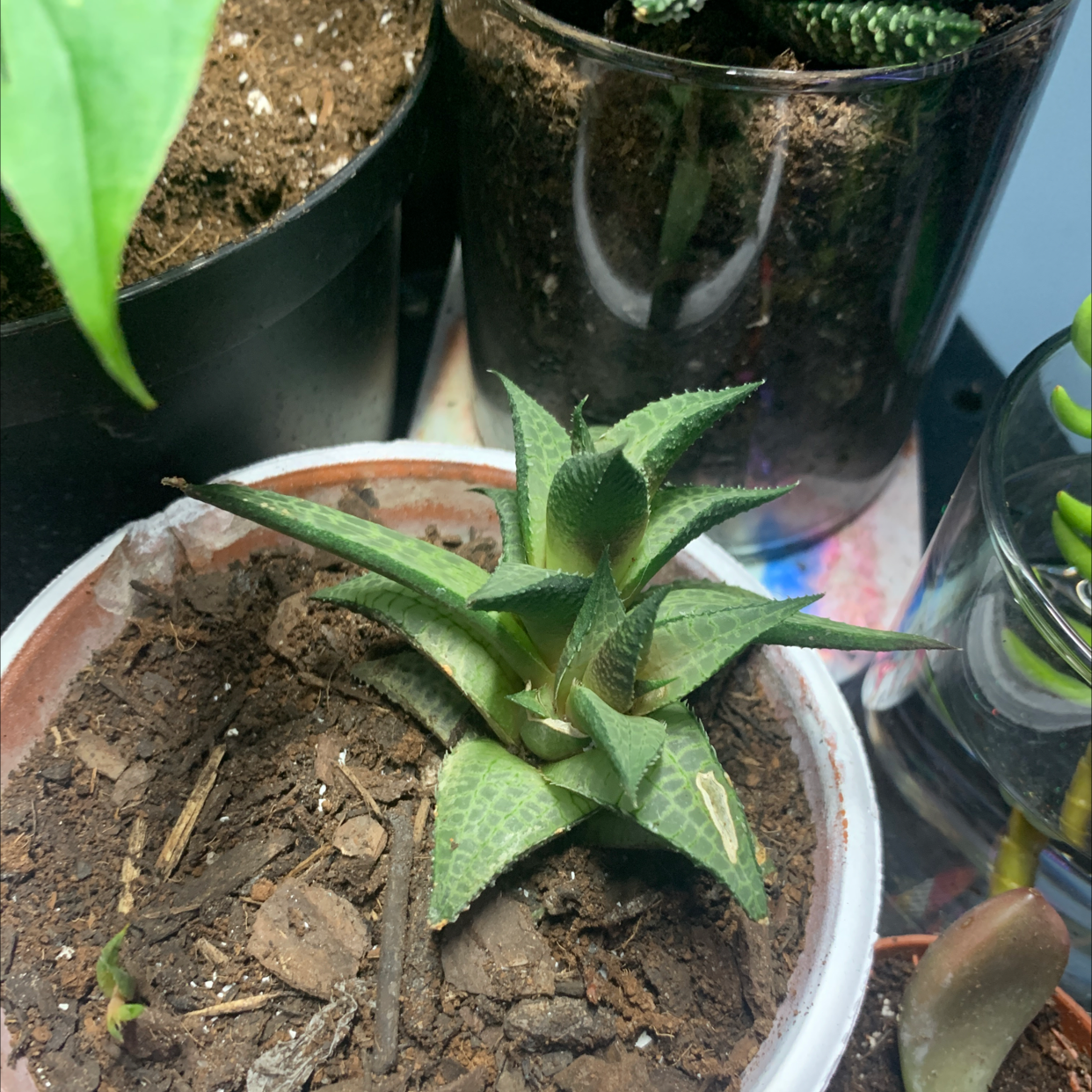 Veined Haworthia plant in a small pot with visible soil, appears healthy.