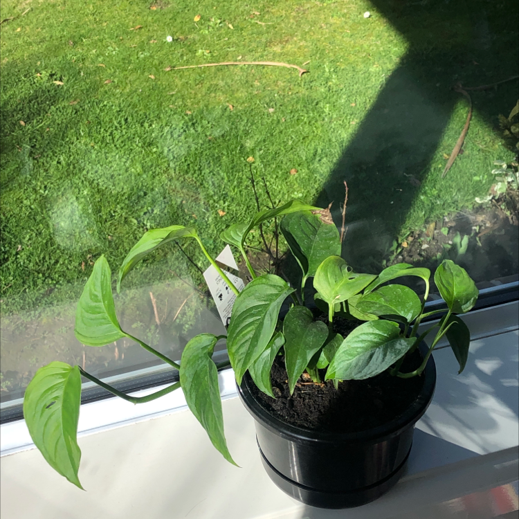 Monstera adansonii 'Laniata' plant in a black pot on a windowsill with vibrant green leaves.