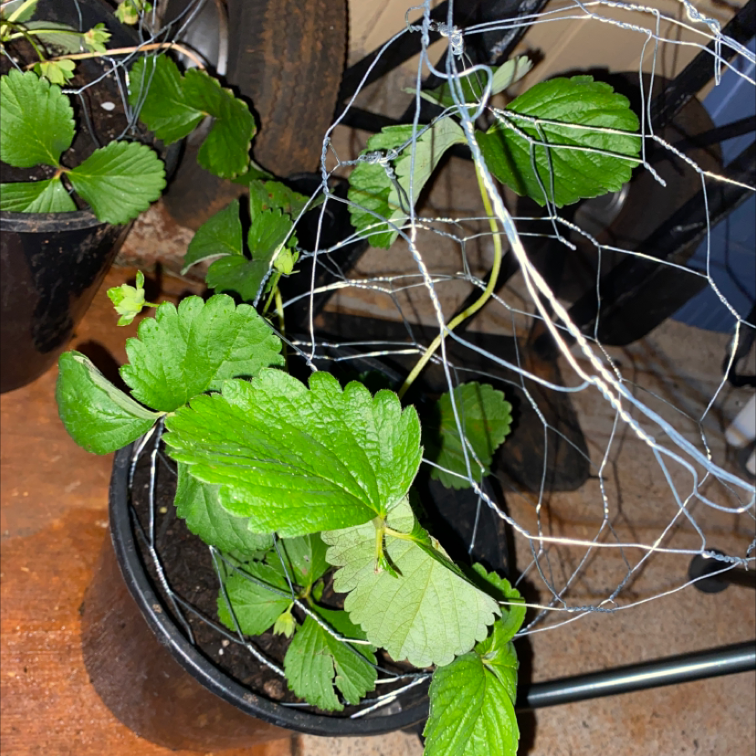 Beach Strawberry plant in a pot with green leaves, visible soil, and no signs of disease.