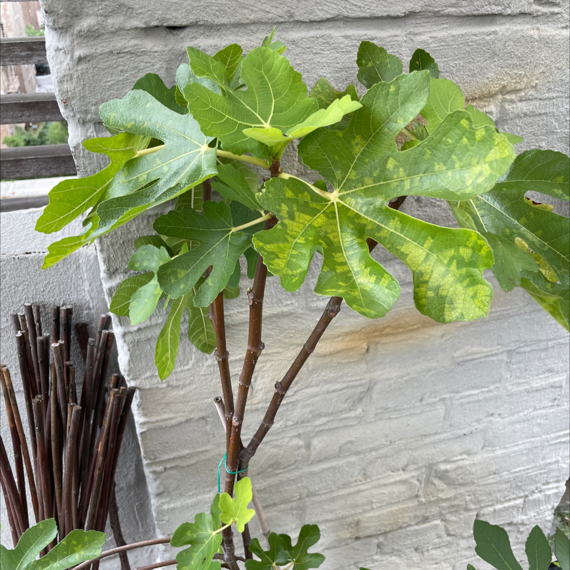 Brown Turkey Fig plant with green leaves, some showing yellowing and discoloration, against a wall.