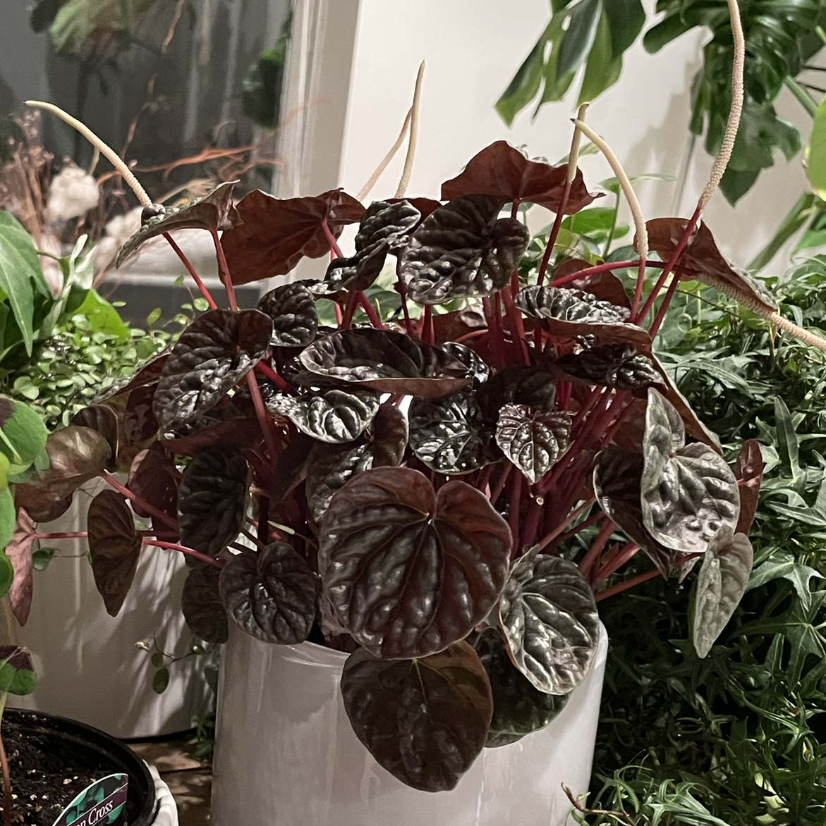 Peperomia Caperata plant photo by @Nazncy named Peperomia Caperata Emerald Ripple Red on Greg, the plant care app.