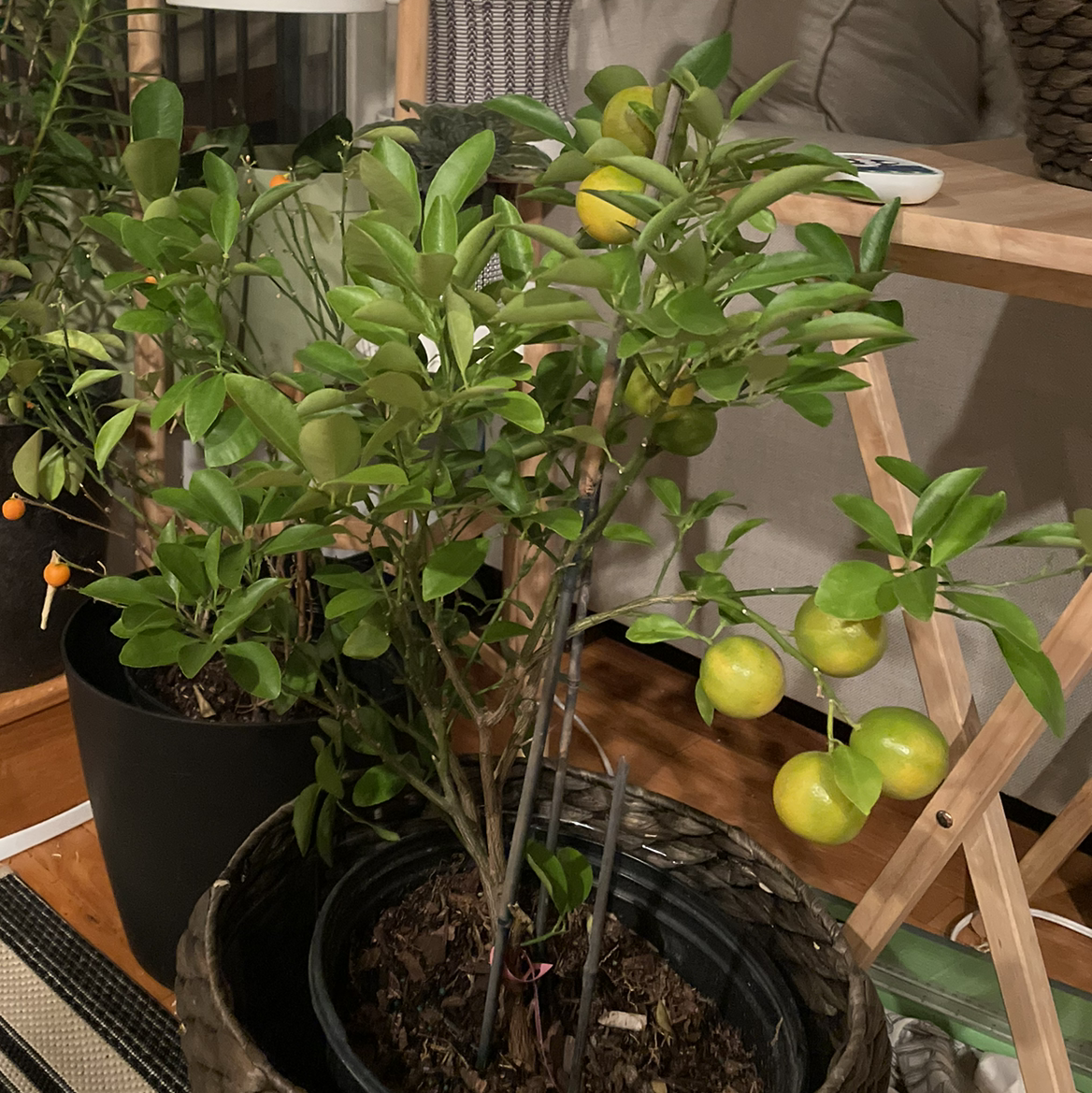 Potted Oval kumquat plant with green leaves and yellow fruits indoors.