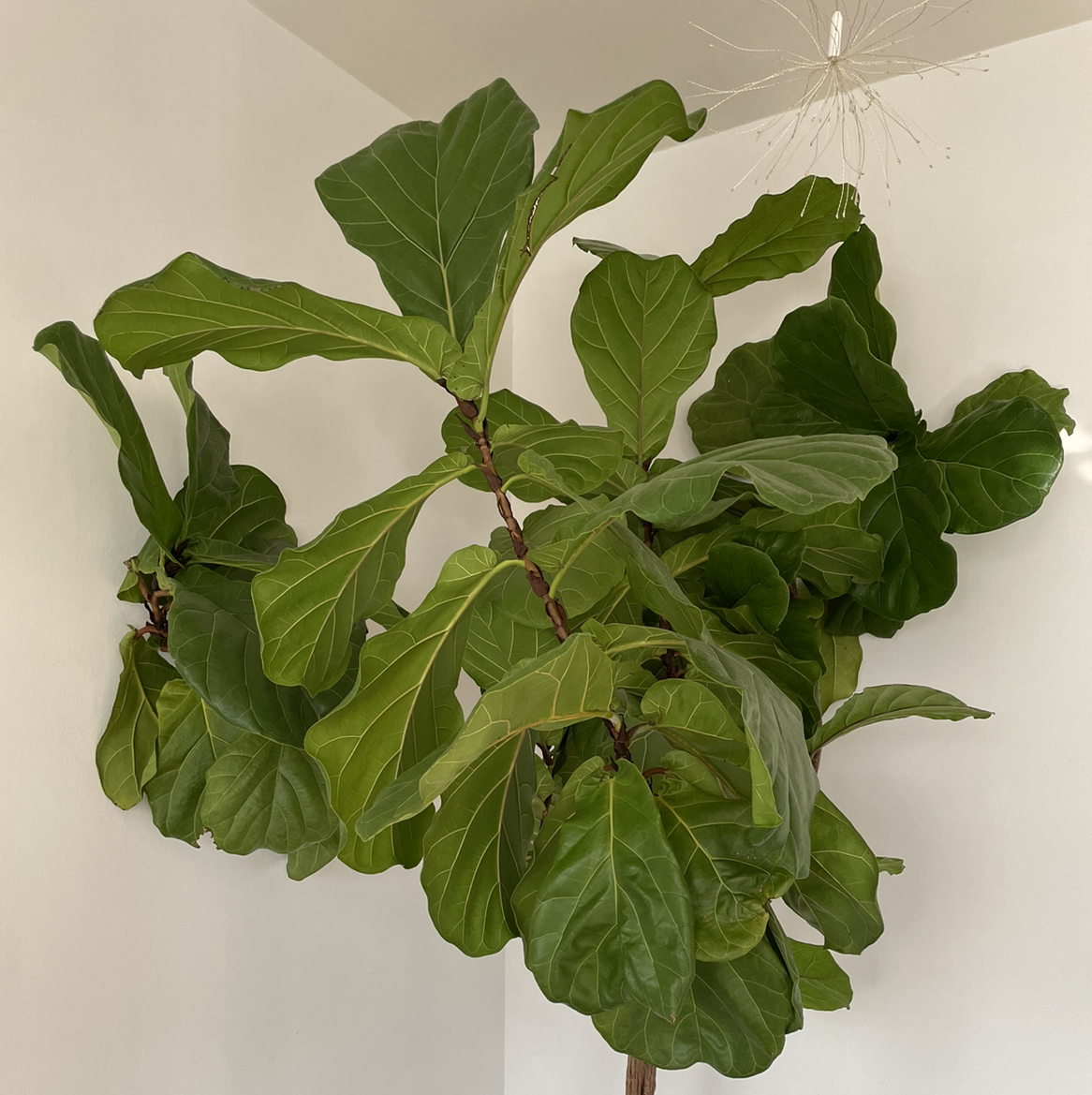 Fiddle Leaf Fig plant photo by @Nazncy named Fiddleleaf fig on Greg, the plant care app.