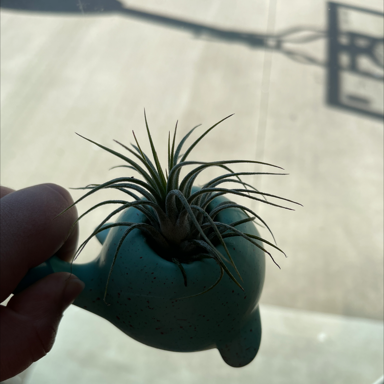 Blushing Bride Air Plant plant photo by @Plantaddiction named Daisy on Greg, the plant care app.