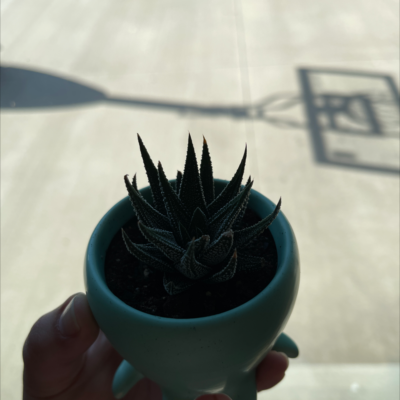 Zebra Plant plant photo by @Plantaddiction named Booth on Greg, the plant care app.