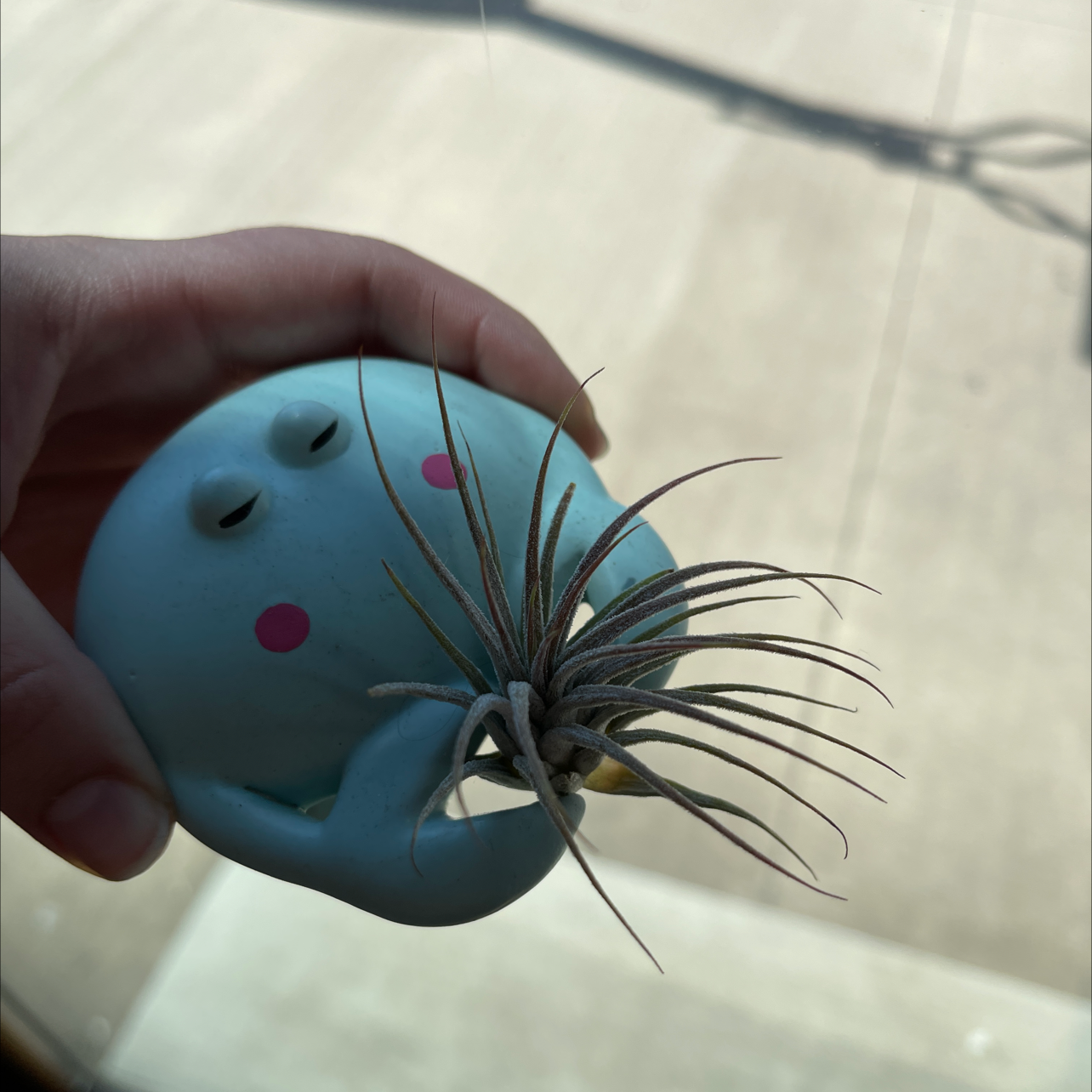 Blushing Bride Air Plant plant photo by @Plantaddiction named Sweets on Greg, the plant care app.
