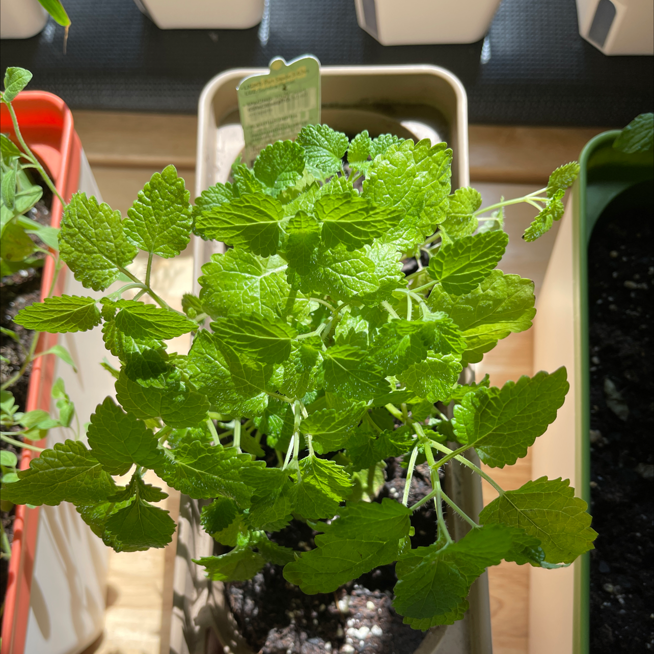 Lemon Balm plant photo by @Plantaddiction named Balmy on Greg, the plant care app.