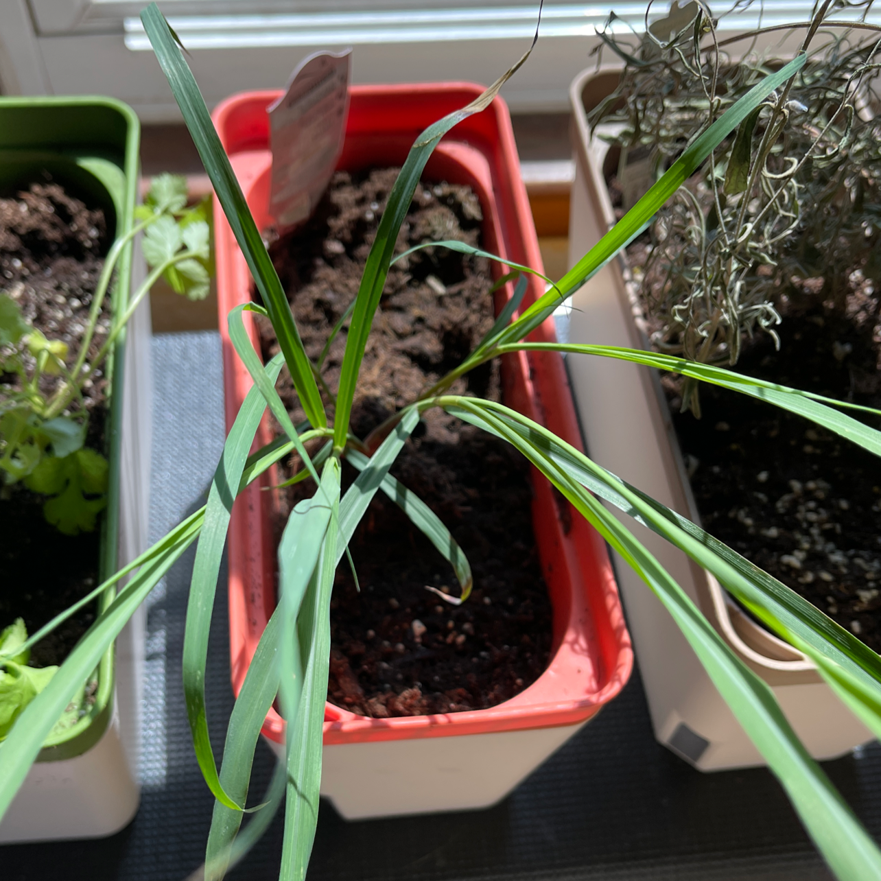 Lemon Grass plant photo by @Plantaddiction named Lenny on Greg, the plant care app.