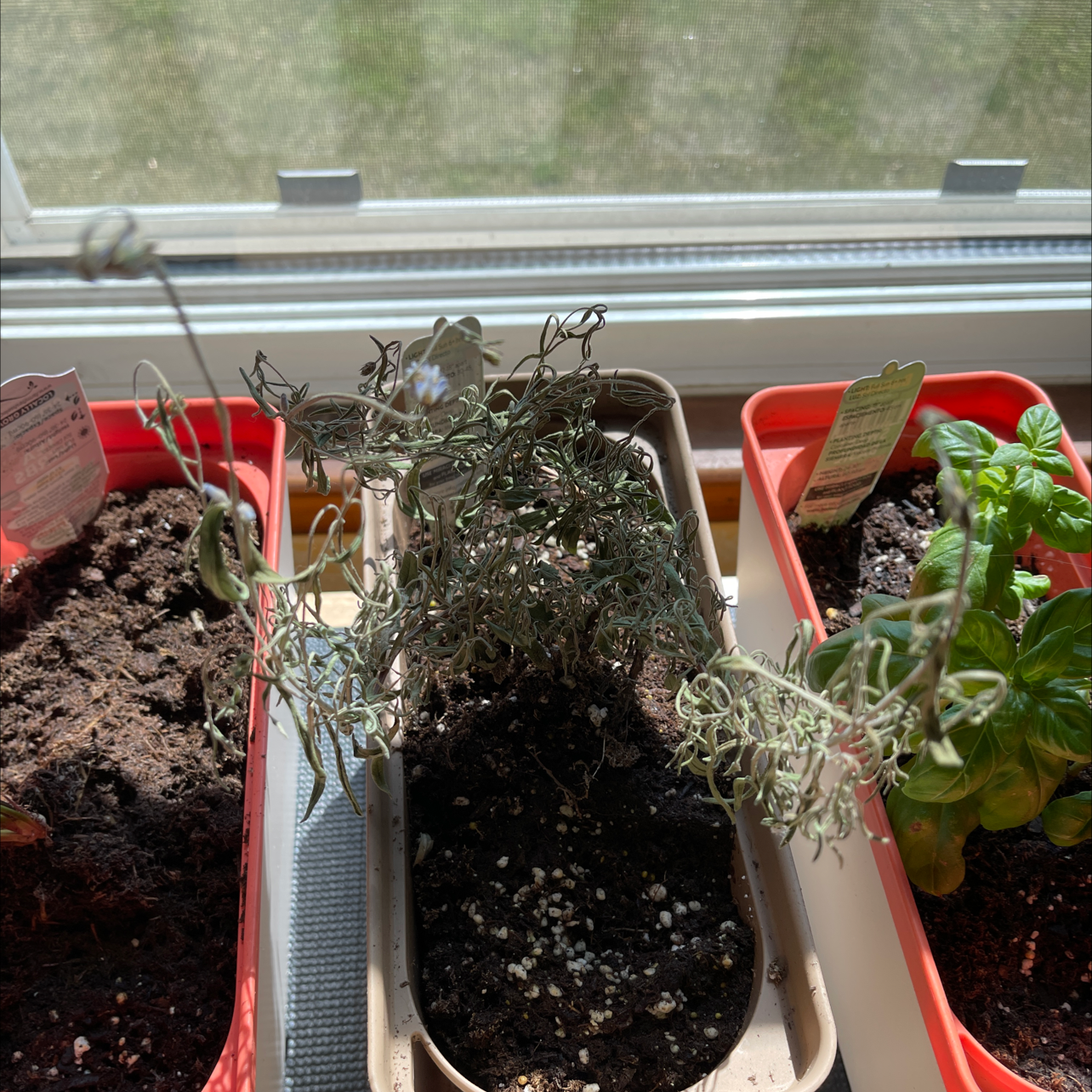 English Lavender plant photo by @Plantaddiction named Lavender on Greg, the plant care app.