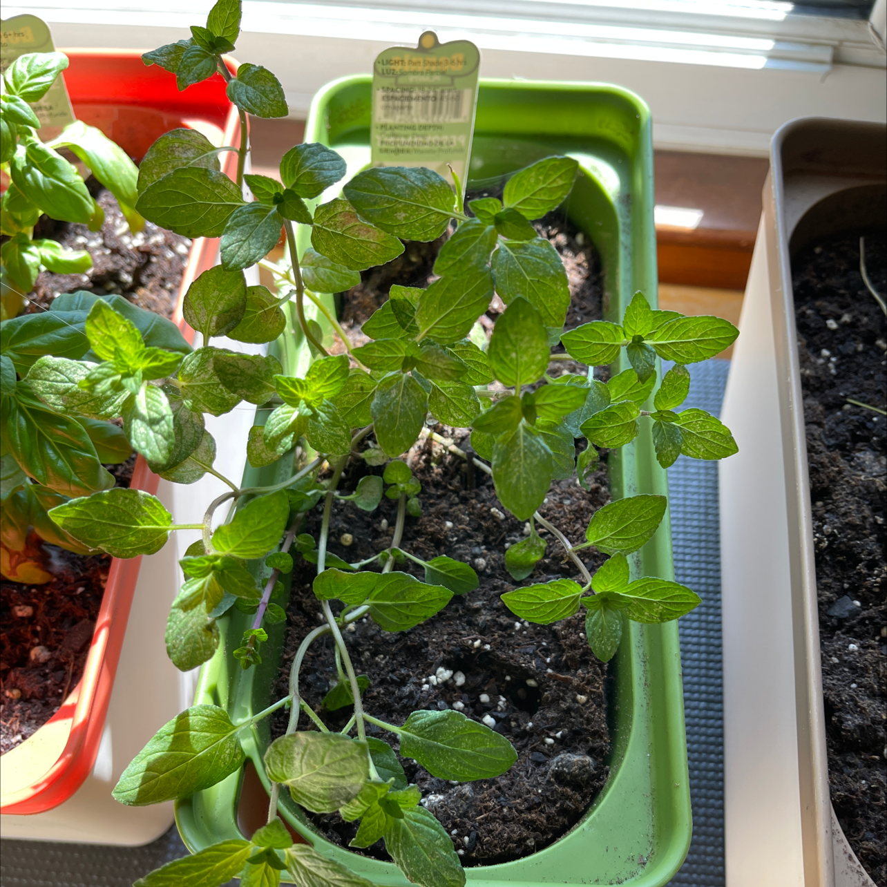 Peppermint plant photo by @Plantaddiction named Pepper on Greg, the plant care app.