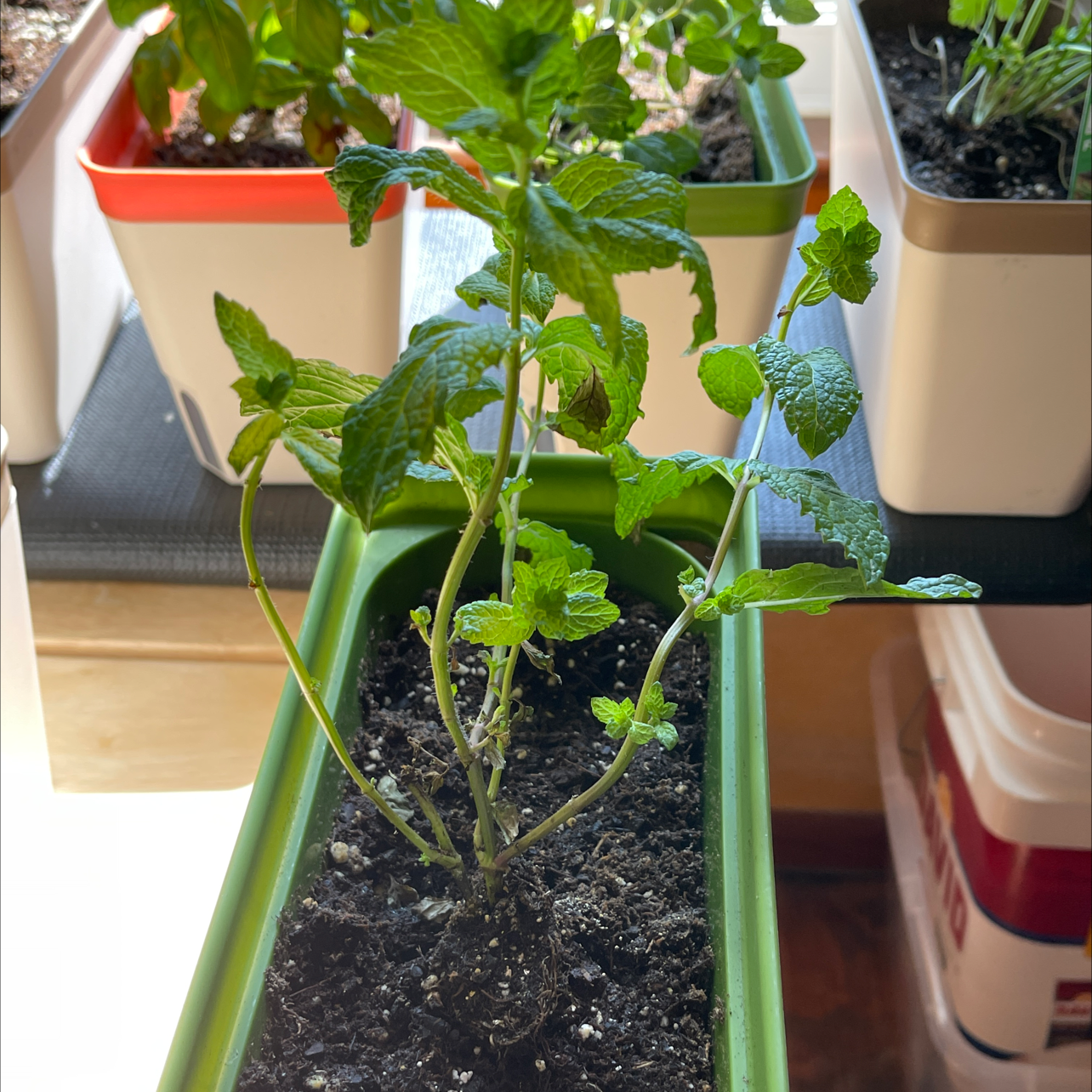 Sweet Mint plant photo by @Plantaddiction named Sweetie on Greg, the plant care app.