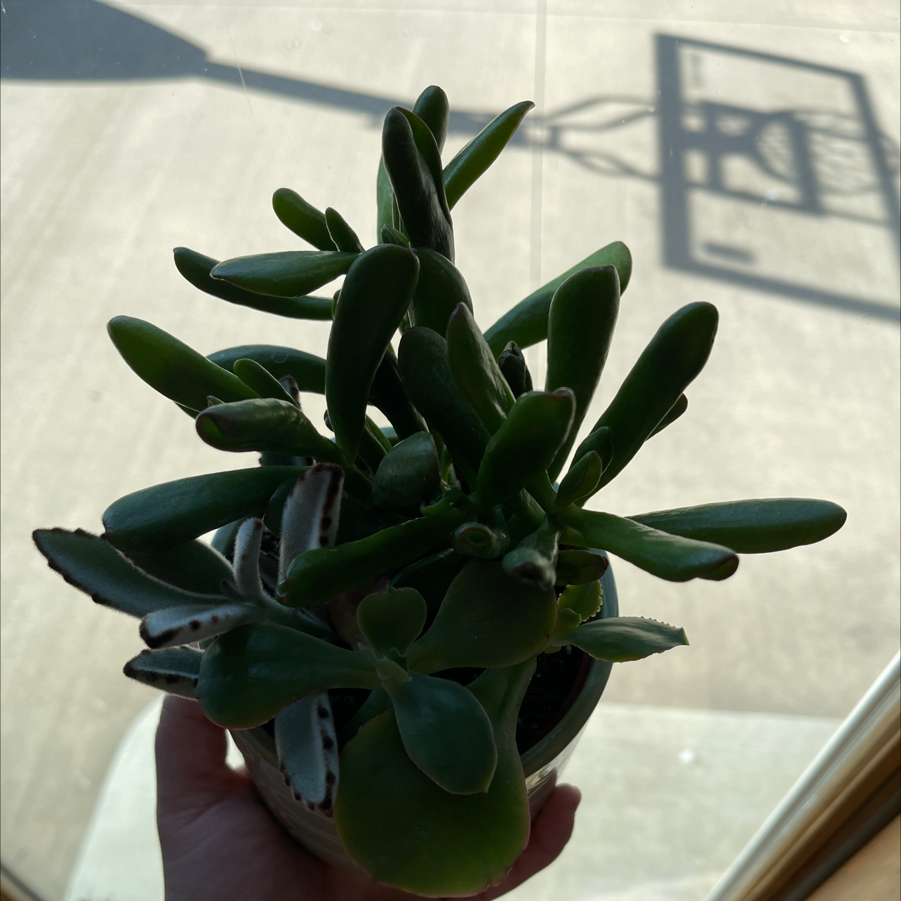 Lucky Plant plant photo by @Plantaddiction named Aubrey on Greg, the plant care app.