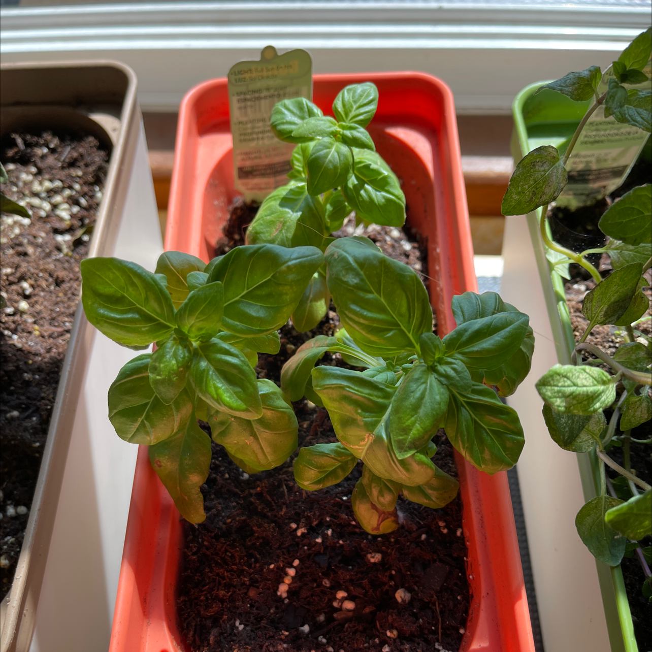 Sweet Basil plant photo by @Plantaddiction named Basi on Greg, the plant care app.